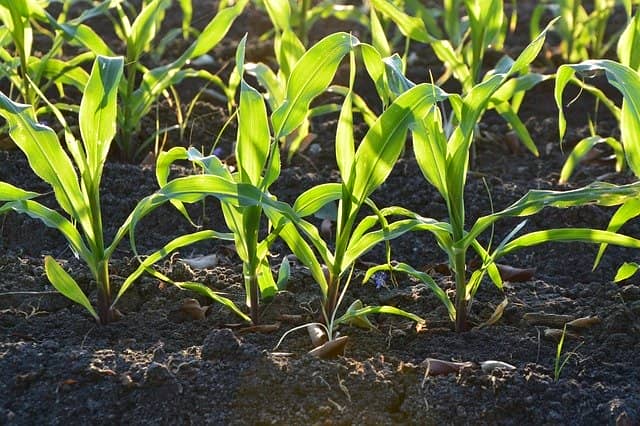 トウモロコシ 基本の育て方と本格的な栽培のコツ 農業 ガーデニング 園芸 家庭菜園マガジン Agri Pick