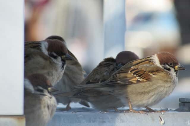 ベランダや電線の鳥を撃退！】効果的な鳥よけ対策＆100均グッズを紹介 