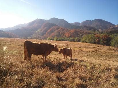 阿蘇の風景と牛2匹