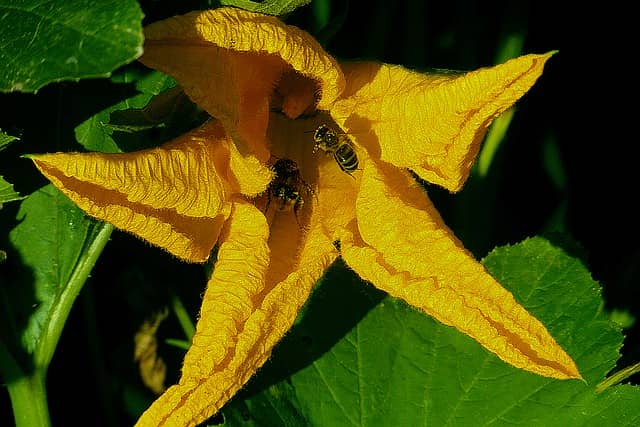 ズッキーニ、栽培、花粉媒介昆虫、ミツバチ