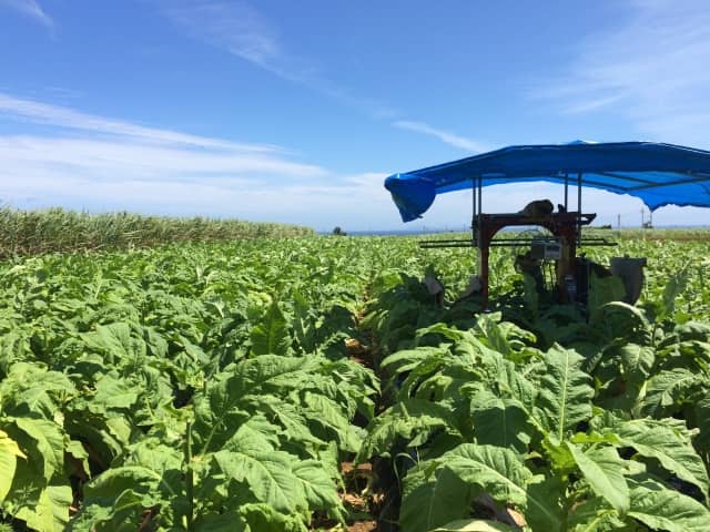 新規就農 沖縄県で農業を始める 亜熱帯気候で採れた農作物は全国シェアの高さが自慢 農業 ガーデニング 園芸 家庭菜園マガジン Agri Pick