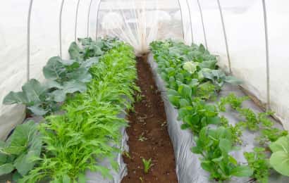 水菜と小松菜の防虫トンネル