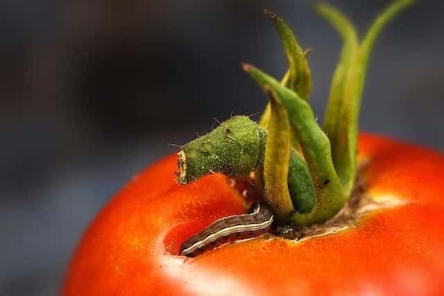トマトを食害する害虫