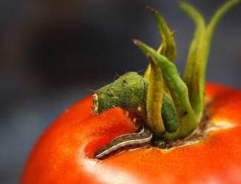 トマトを食害する害虫