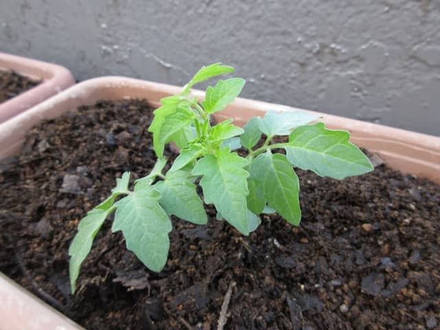 プランターに植えたトマト苗