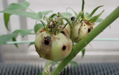 症状からわかるトマト ミニトマトの害虫 農業 ガーデニング 園芸 家庭菜園マガジン Agri Pick