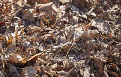 堆肥の原料となる落ち葉