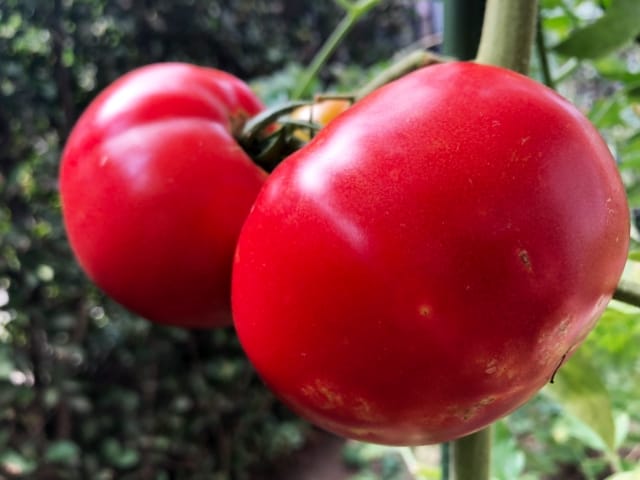 販売 オーガニック とまと 有機種子 中玉マティナ 固定種 トマト 種 果菜