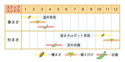 スナップエンドウの栽培カレンダー