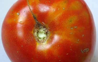 アザミウマに吸汁されたトマトの果実