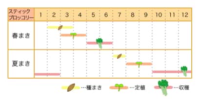 スティックブロッコリー栽培カレンダー