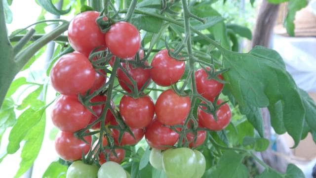 福田先生のトマト菜園