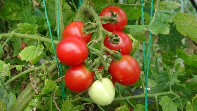 菜園のプロ監修 トマトの栽培方法 苗の植え付け時期や支柱の立て方 農業 ガーデニング 園芸 家庭菜園マガジン Agri Pick
