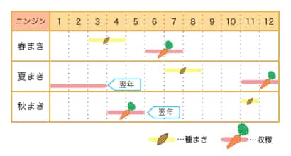 ニンジン栽培カレンダー