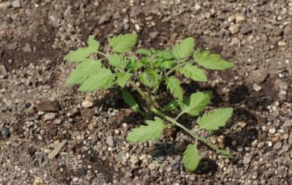 定植されたミニトマトの苗
