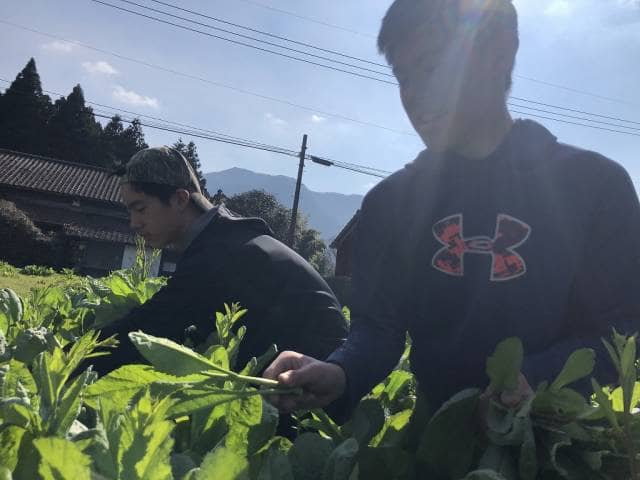 タカナを収穫する少年たち