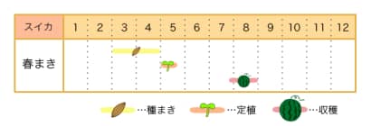 スイカの栽培カレンダー - 種まき・定植・収穫