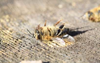 農薬　蜂　事故