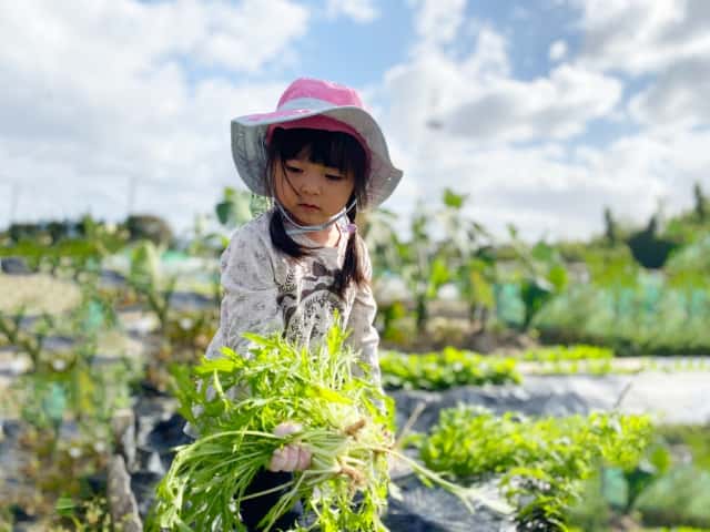 水菜を収穫する女の子