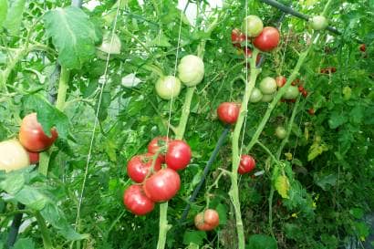 菜園のプロ監修 トマトの栽培方法 苗の植え付け時期や支柱の立て方 農業 ガーデニング 園芸 家庭菜園マガジン Agri Pick