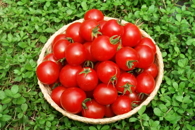 ミニトマトの育て方 秋までたくさん収穫できる わき芽かきや栽培方法を伝授 農業 ガーデニング 園芸 家庭菜園マガジン Agri Pick