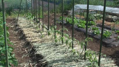 ミニトマトの育て方 秋までたくさん収穫できる わき芽かきや栽培方法を伝授 農業 ガーデニング 園芸 家庭菜園マガジン Agri Pick