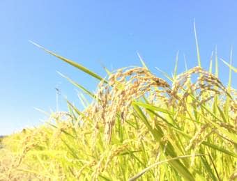 稲刈り時期の稲