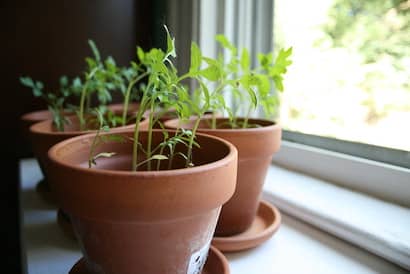 植木鉢で野菜やハーブを育てる窓辺の家庭菜園
