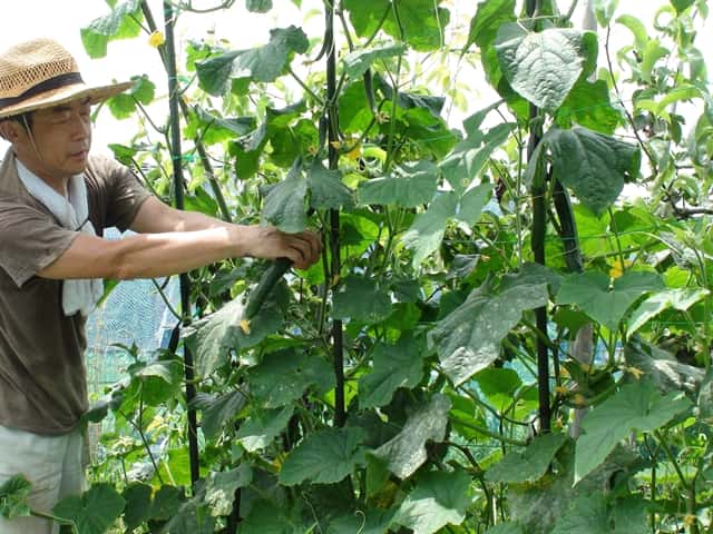 家庭菜園のプロ監修 キュウリの栽培方法 まっすぐシャキシャキに育てよう 農業 ガーデニング 園芸 家庭菜園マガジン Agri Pick