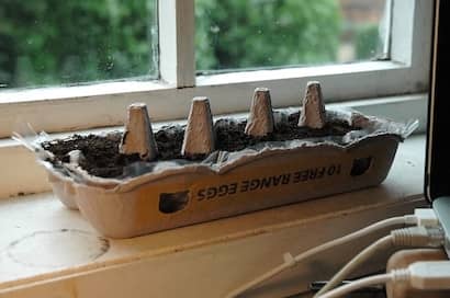 窓辺の家庭菜園で卵パックに土を入れ、種まきをしたところ