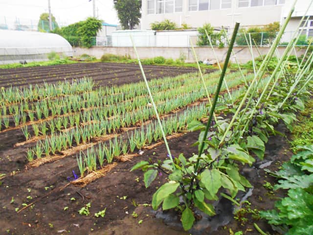 家庭菜園のプロ監修 6月に植えるおすすめ野菜7選 夏野菜や さつまいもなど秋の収穫野菜も 農業 ガーデニング 園芸 家庭菜園マガジン Agri Pick