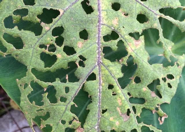 ナスの害虫一覧｜症状から防除・駆除方法を分かりやすく紹介｜農業