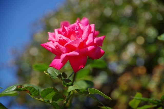 庭に咲くピンクのバラ
