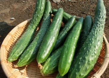 野菜種子のプロが選ぶ この夏食べたい キュウリの品種 種類 ランキング 農業 ガーデニング 園芸 家庭菜園マガジン Agri Pick