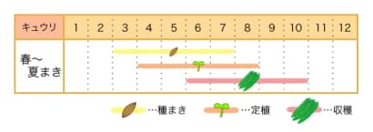 家庭菜園カレンダー　キュウリ