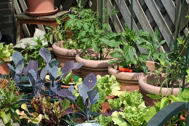 家庭菜園で野菜を育てながら備蓄するローリングストック 農業 ガーデニング 園芸 家庭菜園マガジン Agri Pick