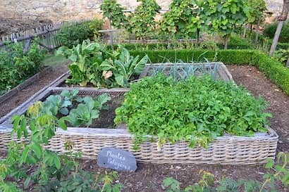 家庭菜園で野菜を育てながら備蓄するローリングストック 農業 ガーデニング 園芸 家庭菜園マガジン Agri Pick