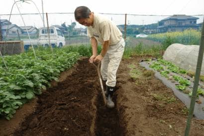 堆肥を入れるための溝を畑に掘る