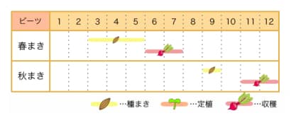 ビーツ 栽培カレンダー