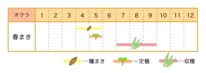 家庭菜園カレンダー　オクラ