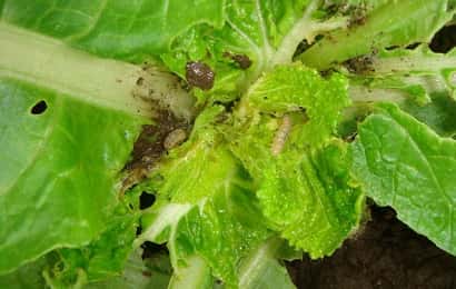 症状からわかるハクサイの害虫 農業 ガーデニング 園芸 家庭菜園マガジン Agri Pick