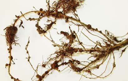ネコブセンチュウに寄生されたエダマメの根