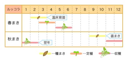 ルッコラの栽培カレンダー