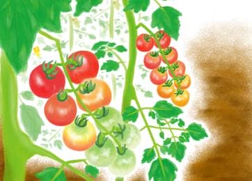 症状からわかるトマト ミニトマトの病気 農業 ガーデニング 園芸 家庭菜園マガジン Agri Pick
