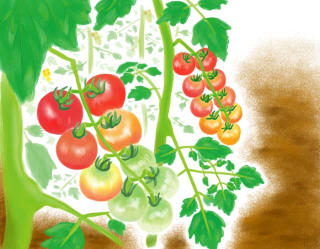 症状からわかるトマト ミニトマトの病気 農業 ガーデニング 園芸 家庭菜園マガジン Agri Pick