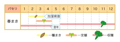 パセリの栽培カレンダー