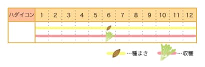 ハダイコンの栽培カレンダー