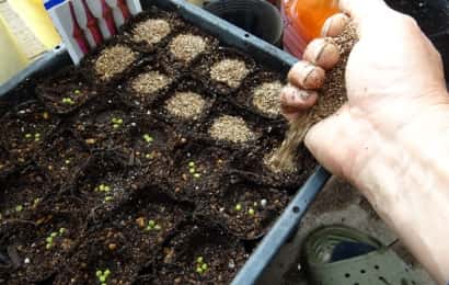 オクラの育て方 詳しい栽培方法を菜園のプロが解説 苗づくり 植え付け 収穫 プランターなど 農業 ガーデニング 園芸 家庭菜園マガジン Agri Pick