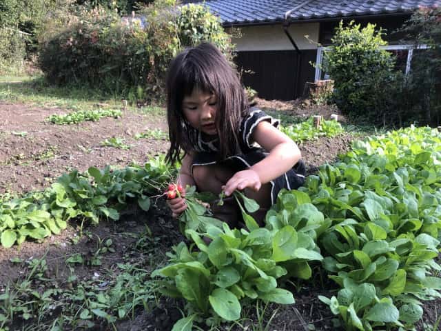 菜っ葉を収穫する女の子