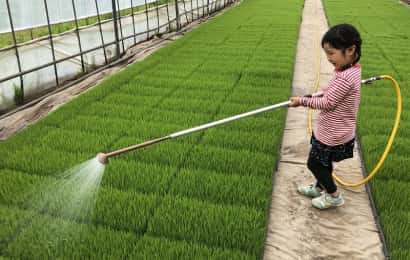 米の苗に水をまく女の子